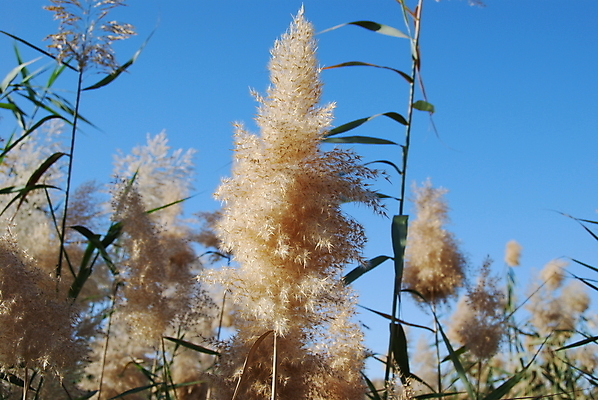 포토 JPG 해외이미지 식물 백그라운드 잎 겨울 자연 지팡이 하늘 아침 바람 건조 갈대 그림자 풍경 사람없음 파란색 빛 반사 갈색 봄 성장 가을 춤 터키석 해외202004 해외포토 주간 자연요소 계절 컬러 날씨 문화예술 보석 생태계 파일형식 이미지허브