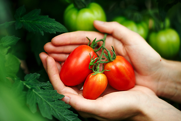 포토 JPG 해외이미지 식물 여자 음식 잎 농업 토마토 채소 파프리카 관리 사람없음 빨간색 초록색 농장 흙 모임 수확 성장 시골 신선 농부 수집 허브 유기농 내추럴 숙성 세련 해외202004 해외포토 직업 웰빙 산업 컬러 사람 파일형식 이미지허브