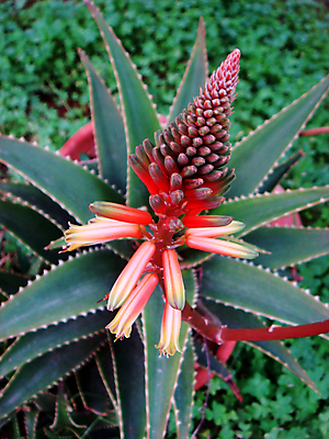 포토 JPG 해외이미지 식물 꽃 분홍색 조각 백그라운드 잎 자연 산 선인장 사람없음 치료 장식 빨간색 약 스파 힘 벚꽃 흰색 신선 원형 가시 약초 상처 작음 약국 허브 순수 묘사 싱글 스파이크 알로에 이국적 해외202004 해외포토 도형 컬러 컨셉 의학 풀_식물 크기 생태계 파일형식 이미지허브