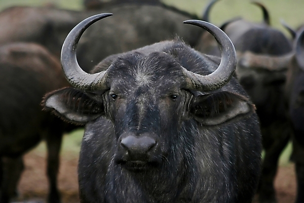 포토 JPG 해외이미지 동물 공원 여자 야생동물 여행 곡선 포유류 아프리카 자연 초식동물 뿔 사람없음 회색 군중 위험 큼 망토 들소 사파리 귀 송아지 서쪽 원정 해외202004 해외포토 공공시설 나라 선 새끼 컬러 컨셉 사람 신체부위 소 크기 방향 생태계 파일형식 이미지허브