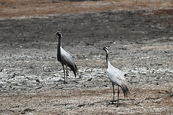 포토 JPG 해외이미지 동물 야생동물 2 자연 조류 앉기 사람없음 야외 기중기 해외202004 해외포토 모션 중장비 생태계 파일형식 이미지허브