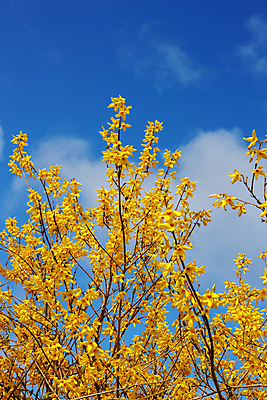 포토 JPG 해외이미지 식물 꽃잎 꽃 백그라운드 꽃무늬 하늘 휴가 종류 사람없음 장식 여름 컬러풀 노란색 정원 봄 나뭇가지 침대 신선 신용카드 원예 향기 조경 긍정 내추럴 생태학 카피스페이스 해외202004 해외포토 나무 계절 교육 컬러 가구 컨셉 무늬 취미 금융 공백 냄새 파일형식 이미지허브