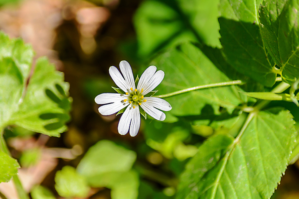 포토 JPG 해외이미지 식물 외관 계절 공원 꽃잎 꽃 백그라운드 잎 꽃무늬 자연 날씨 따뜻함 사람없음 야외 초록색 여름 컬러풀 햇빛 태양 갈색 새싹 환경 정원 맑음 봄 벚꽃 흰색 신선 숲 6월 5월 장면 7월 내추럴 떠남 해외202004 해외포토 자연요소 공공시설 컬러 무늬 모션 날짜 생태계 파일형식 이미지허브