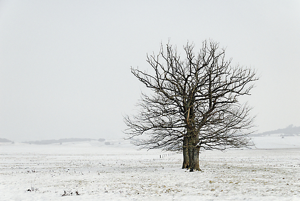 포토 JPG 해외이미지 주간 나무 겨울 자연 사람없음 야외 겨울풍경 해외202004 눈덮임 해외포토 자연요소 식물 계절 컨셉 풍경 생태계 파일형식 이미지허브