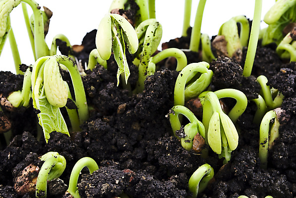 포토 JPG 해외이미지 식물 잎 자연 새로움 콩 3 씨앗 사람없음 초록색 새싹 정원 흙 성장 시작 먼지 해외202004 해외포토 컬러 컨셉 곡류 생태계 파일형식 이미지허브