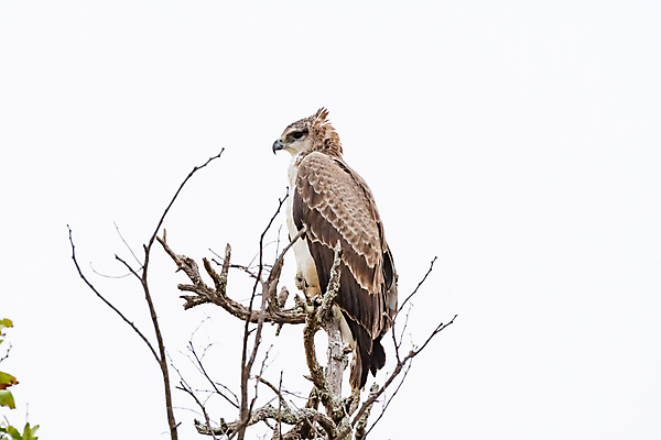 포토 JPG 해외이미지 나무 동물 야생동물 아프리카 자연 조류 아침 사람없음 가을 시골 보호 그늘 육식동물 멸종 남아프리카 해외202004 해외포토 주간 식물 계절 나라 컨셉 생태계 파일형식 이미지허브