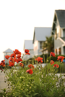 포토 JPG 해외이미지 꽃 여행 휴가 주택 사람없음 야외 세로 사진촬영 양귀비 해외202004 해외포토 식물 건물 촬영 파일형식 이미지허브