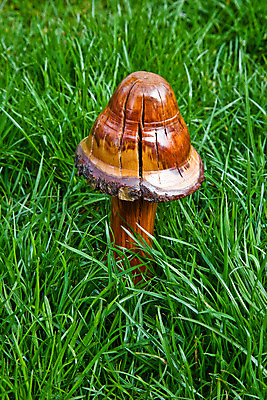 포토 JPG 해외이미지 사람없음 목재 새싹 버섯 내추럴 해외202004 해외포토 나무 식물 재료 파일형식 이미지허브