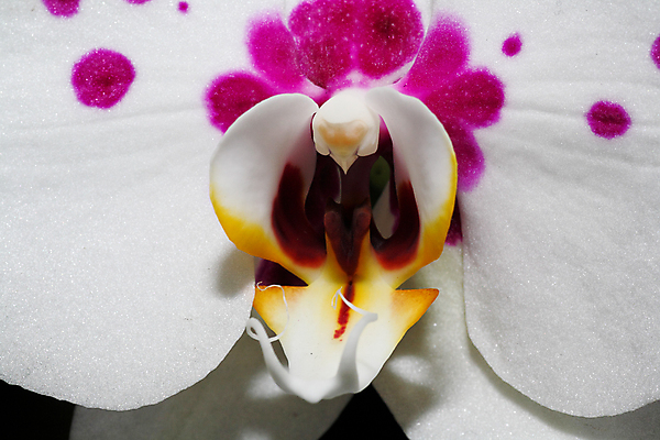 포토 JPG 해외이미지 식물 꽃잎 꽃 화초 선 꽃무늬 자연 새로움 주택 실내 동양인 사람없음 내부 장식 정원 벚꽃 신선 도시 생일 난초 우아함 심플 쇼 대칭 이국적 해외202004 해외포토 기념일 컨셉 무늬 인종 건물 생태계 파일형식 이미지허브