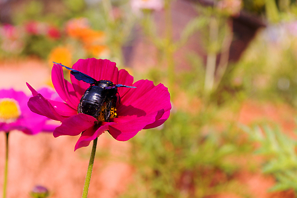 포토 JPG 해외이미지 식물 꽃잎 꽃 분홍색 곤충 꽃무늬 밭 자연 사람없음 초록색 여름 컬러풀 노란색 정원 맑음 보라색 벚꽃 신선 개화 벌 묘사 코스모스 꽃가루 꿀 해외202004 해외포토 동물 계절 컬러 무늬 농업 날씨 가루 생태계 파일형식 이미지허브