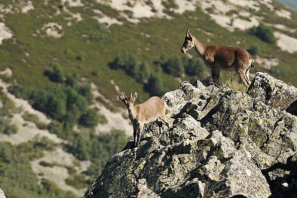 포토 JPG 해외이미지 동물 유럽 포유류 자연 염소 산 뿔 종류 사람없음 갈색 평화 환경 트래킹 하이킹 사막 가을 관찰 트로피 사냥 서식지 내추럴 산악지대 동물상 무료 스페인어 해외202004 해외포토 계절 나라 컬러 컨셉 모션 레저 조형물 상_우승 생태계 파일형식 이미지허브