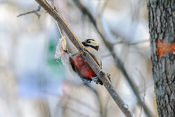 포토 JPG 해외이미지 나무 동물 계절 공원 야생동물 음식 백그라운드 겨울 자연 조류 사람없음 야외 목재 빨간색 컬러풀 햇빛 태양 갈색 환경 정원 맑음 냉동 검은색 추위 흰색 나뭇가지 숲 작음 먹이 깃털 서리 부리 동물상 수유 해외202004 해외포토 자연요소 식물 공공시설 컬러 재료 날씨 조형물 크기 생태계 파일형식 이미지허브