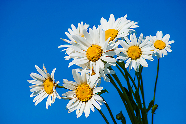 포토 JPG 해외이미지 식물 계절 꽃잎 꽃 백그라운드 잎 꽃무늬 밭 자연 하늘 풍경 잔디 사람없음 야외 초록색 여름 파란색 빛 컬러풀 농장 노란색 환경 정원 봄 성장 벚꽃 흰색 시골 신선 다발 허브 데이지 내추럴 평야 해외202004 해외포토 컬러 무늬 농업 생태계 파일형식 이미지허브