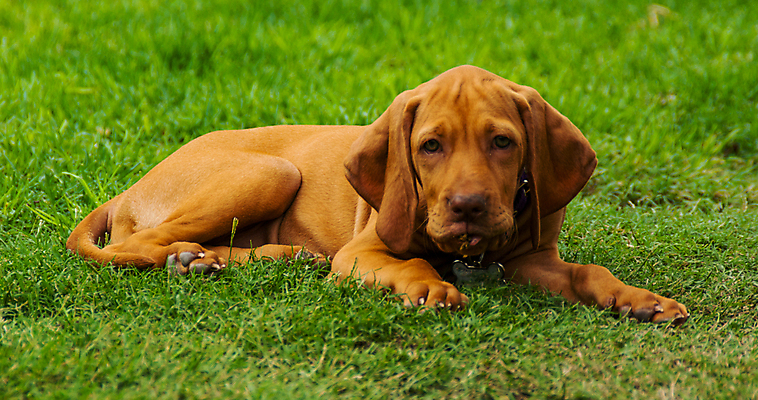 포토 JPG 해외이미지 동물 공원 행복 휴식 사람없음 야외 반려동물 정원 개 강아지 사냥꾼 해외202004 해외포토 직업 공공시설 감정 컨셉 포유류 파일형식 이미지허브