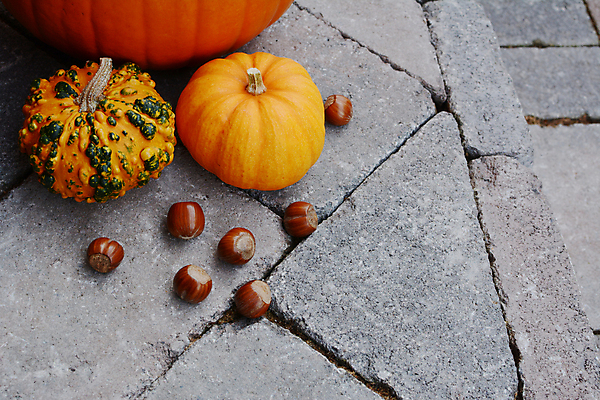 포토 JPG 해외이미지 계절 채소 오렌지 자연 호박 휴가 사람없음 장식 초록색 할로윈 견과류 수확 가을 시골 오브젝트 박 추수감사절 단계 정물화 개암 해외202004 해외포토 열매 기독교 컬러 농업 과일 그림 생태계 파일형식 이미지허브