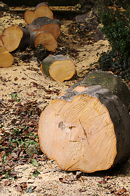 포토 JPG 해외이미지 나무 손 자연 사람없음 목재 세로 초록색 컬러풀 한개 환경 힘 장비 에너지 작업 숲 위험 작업도구 해외202004 해외포토 식물 1 컬러 컨셉 재료 신체부위 도구 생태계 파일형식 이미지허브