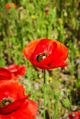 포토 JPG 해외이미지 식물 구름 꽃잎 꽃 잎 밭 자연 하늘 파노라마 풍경 사람없음 야외 가로 빨간색 초록색 여름 파란색 컬러풀 태양 농장 봄 자유 농촌 신선 조경 장면 양귀비 수평선 해외202004 해외포토 자연요소 계절 컬러 컨셉 농업 촬영기법 시골 생태계 파일형식 이미지허브