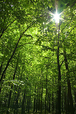 포토 JPG 해외이미지 나무 식물 자연 풍경 사람없음 빛 햇빛 태양 에너지 안개 황무지 영혼 숲 생태계 초능력 해외202004 해외포토 자연요소 날씨 파일형식 이미지허브