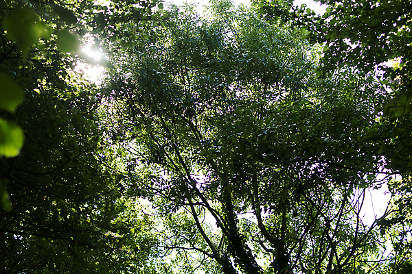 포토 JPG 해외이미지 나무 잎 사람없음 햇빛 덮개 나뭇가지 시골 숲 그리너리 해외202004 해외포토 식물 태양 뚜껑 파일형식 트랜드컬러 이미지허브