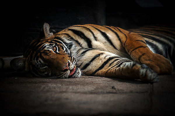포토 JPG 해외이미지 동물 얼굴 야생동물 포유류 자연 휴식 털 동물원 사람없음 고양이 줄무늬 흰색 잠 호랑이 위험 큼 육식동물 사냥꾼 해외202004 해외포토 직업 컬러 컨셉 무늬 신체부위 반려동물 크기 생태계 파일형식 이미지허브