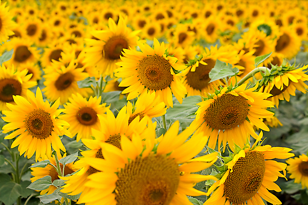 포토 JPG 해외이미지 식물 꽃 산업 밭 농업 골프 자연 하늘 해바라기 풍경 사람없음 파란색 사진촬영 부드러움 해외202004 해외포토 컬러 구기 촬영 감각 생태계 파일형식 이미지허브