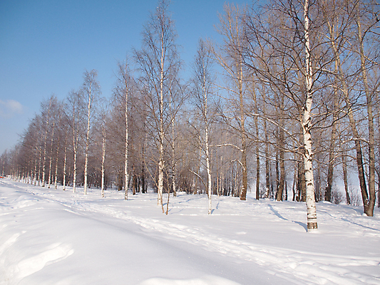 포토 JPG 해외이미지 나무 계절 크리스마스 겨울 자연 날씨 풍경 사람없음 목재 파란색 얼음 추위 흰색 숲 시원함 만족 서리 러시아 장면 고드름 내추럴 삼림지대 눈내림 해외202004 해외포토 자연요소 식물 기념일 감정 유럽 컬러 재료 눈_날씨 생태계 파일형식 이미지허브