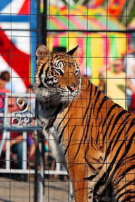 포토 JPG 해외이미지 동물 얼굴 야생동물 오렌지 포유류 수염 털 앉기 사람없음 야외 고양이 줄무늬 공연 호랑이 보호 위험 서커스 인도인 쇼 육식동물 새장 공평 해외202004 해외포토 외국인 컨셉 무늬 과일 모션 동양인 이벤트 신체부위 반려동물 케이지 파일형식 이미지허브