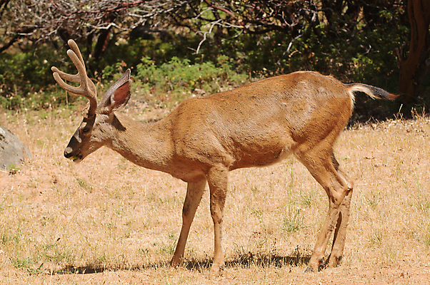 포토 JPG 해외이미지 동물 남자 야생동물 포유류 초식동물 사슴 뿔 사람없음 달러 관찰 숲 반추동물 벨벳 해외202004 해외포토 돈 모션 사람 실크 파일형식 이미지허브