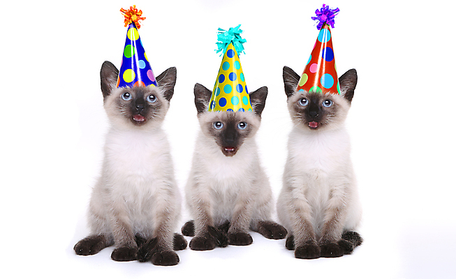 포토 JPG 해외이미지 동물 행복 장난 노래 포유류 포옹 수염 털 앉기 사람없음 반려동물 파티 고양이 흰색 생일 달콤 작음 자르기 호기심 꼬리 풍선 고립 바보 유래 집게발 특별함 해외202004 해외포토 기념일 감정 음악 컬러 컨셉 안기 모션 이벤트 맛 크기 파일형식 이미지허브