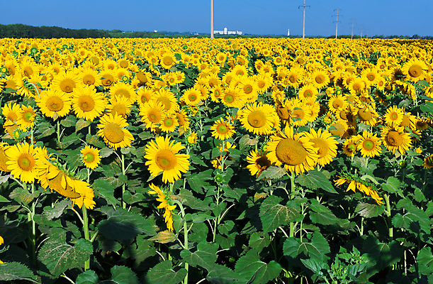 포토 JPG 해외이미지 식물 계절 꽃 백그라운드 잎 꽃무늬 밭 농업 자연 해바라기 풍경 사람없음 야외 초록색 여름 햇빛 태양 농장 노란색 맑음 활발 성장 벚꽃 시골 개화 장면 내추럴 해외202004 해외포토 자연요소 산업 컬러 컨셉 무늬 날씨 생태계 파일형식 이미지허브