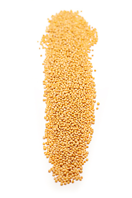 포토 JPG 해외이미지 사람없음 흰색 낟알 향신료 겨자씨 해외202004 해외포토 컬러 씨앗 향미료 파일형식 이미지허브