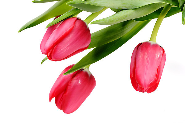 포토 JPG 해외이미지 식물 꽃잎 꽃 줄기 꽃다발 잎 꽃무늬 부활절 발렌타인데이 선물 사람없음 빨간색 초록색 봄 튤립 흰색 신선 배열 해외202004 해외포토 계절 기념일 컬러 무늬 데이이벤트 파일형식 이미지허브