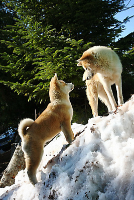 포토 JPG 해외이미지 동물 얼굴 사랑 사람없음 반려동물 일본 힘 우정 자신감 개 강아지 보호 위험 큼 스마트 원시시대 기르기 힘찬 해외202004 해외포토 감정 아시아 컨셉 포유류 신체부위 친구 역사 크기 돌봄 파일형식 이미지허브