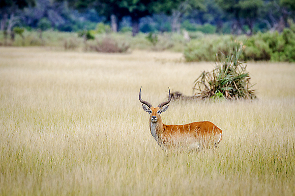 포토 JPG 해외이미지 동물 공원 야생동물 여행 포유류 아프리카 자연 초식동물 사람없음 야외 달러 게임 황무지 보호 사파리 영양 남쪽 내추럴 가젤 동물상 보츠와나 생태학 전국 해외202004 해외포토 공공시설 교육 나라 컨셉 돈 놀이 조형물 방향 생태계 파일형식 이미지허브