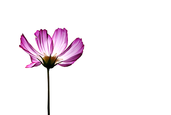 포토 JPG 해외이미지 식물 꽃잎 꽃 분홍색 백그라운드 꽃무늬 자연 사람없음 장식 빛 보라색 벚꽃 신선 개화 코스모스 데이지 해외202004 해외포토 컬러 무늬 생태계 파일형식 이미지허브