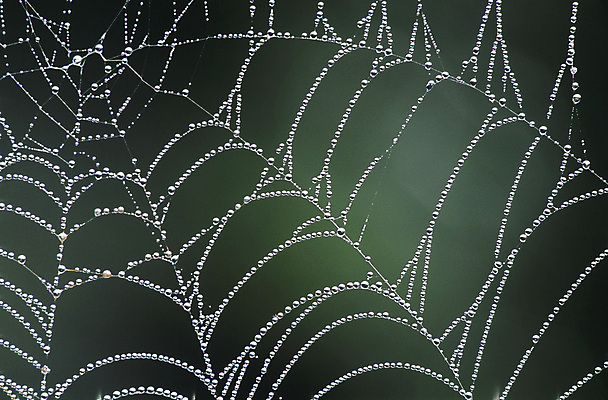 포토 JPG 해외이미지 패턴 자연 사람없음 야외 아웃포커스 물 웹 젖음 물방울 이슬 해외202004 해외포토 자연요소 무늬 인터넷 촬영기법 생태계 파일형식 이미지허브