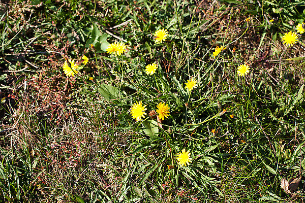 포토 JPG 해외이미지 식물 꽃 잎 자연 사람없음 야외 가로 초록색 갈색 노란색 벚꽃 개화 작음 싱글 떠남 많음 해외202004 해외포토 컬러 컨셉 모션 크기 생태계 파일형식 이미지허브