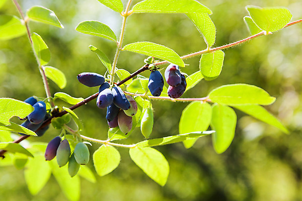 포토 JPG 해외이미지 나무 식물 계절 열매 음식 백그라운드 잎 농업 다이어트 과일 자연 디저트 건강 사람없음 야외 초록색 여름 파란색 농작물 보라색 나뭇가지 신선 그룹 맛 오브젝트 유기농 날것 숙성 채식주의자 전경 해외202004 해외포토 웰빙 산업 컬러 컨셉 풍경 생태계 채식 파일형식 탑뷰 이미지허브