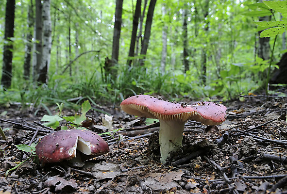 포토 JPG 해외이미지 나무 식물 계절 오렌지 자연 이끼 사람없음 야외 목재 빨간색 초록색 물 여름 갈색 노란색 버섯 젖음 성장 가을 흰색 떨어짐 숲 이슬 유기농 날것 통나무 나무껍질 내추럴 곰팡이 그물버섯 캡모자 해외202004 해외포토 자연요소 모자_잡화 웰빙 컬러 컨셉 과일 재료 껍질 생태계 파일형식 이미지허브
