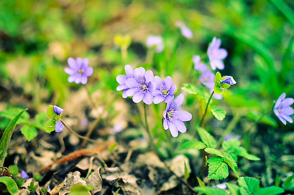 포토 JPG 해외이미지 식물 계절 꽃잎 꽃 백그라운드 잎 꽃무늬 자연 사람없음 야외 초록색 파란색 정원 보라색 봄 들꽃 벚꽃 신선 개화 숲 작음 다발 제비꽃 속도 꽃수술 노루귀 아네모네 취급주의 해외202004 해외포토 컬러 무늬 경고 크기 생태계 파일형식 이미지허브