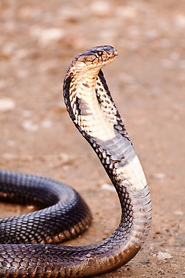 포토 JPG 해외이미지 동물 야생동물 해부 파충류 자연 종류 사람없음 야외 햇빛 환경 사진촬영 자유 흰색 뱀 눈금 암초 서식지 해외202004 해외포토 컬러 컨셉 의학 태양 촬영 생태계 파일형식 이미지허브