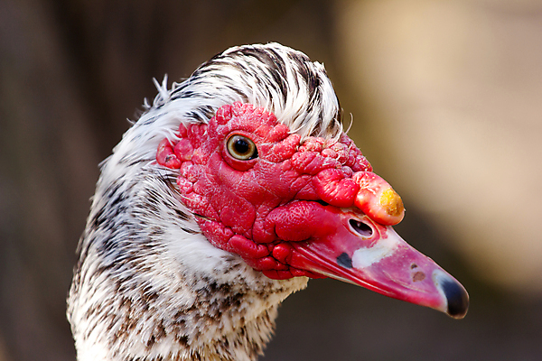포토 JPG 해외이미지 동물 응시 자연 조류 오리 동물원 종류 육류 요리 사람없음 빨간색 농장 노란색 머리 정원 검은색 코트 흰색 깃털 호기심 부리 계산서 기르기 동물상 밭일 해외202004 해외포토 시선 감정 컬러 컨셉 농업 식재료 신체부위 조형물 외투 생태계 돌봄 파일형식 이미지허브
