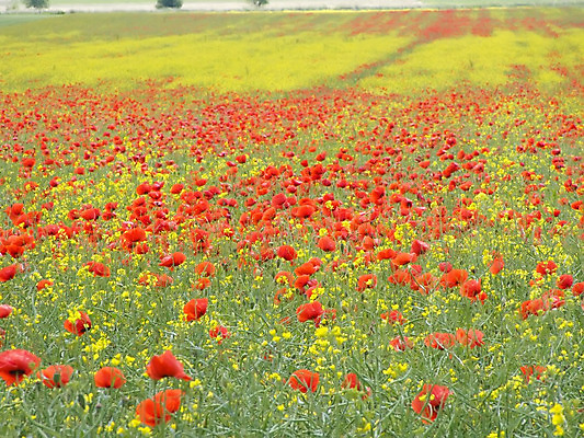 포토 JPG 해외이미지 식물 밭 농업 씨앗 사람없음 빨간색 초록색 노란색 해외202004 해외포토 산업 컬러 파일형식 이미지허브