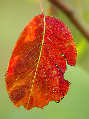 포토 JPG 해외이미지 나무 식물 디자인 계절 공원 백그라운드 단풍 잎 캐나다 패턴 오렌지 자연 하늘 추상 그림자 사람없음 야외 장식 빨간색 컬러풀 햇빛 태양 갈색 활발 젖음 가을 나뭇가지 변화 황금 숲 질감 러시아 장면 진홍색 내추럴 러시아인 엘리먼트 해외202004 해외포토 자연요소 서양인 공공시설 유럽 컬러 컨셉 북아메리카 무늬 과일 생태계 파일형식 이미지허브