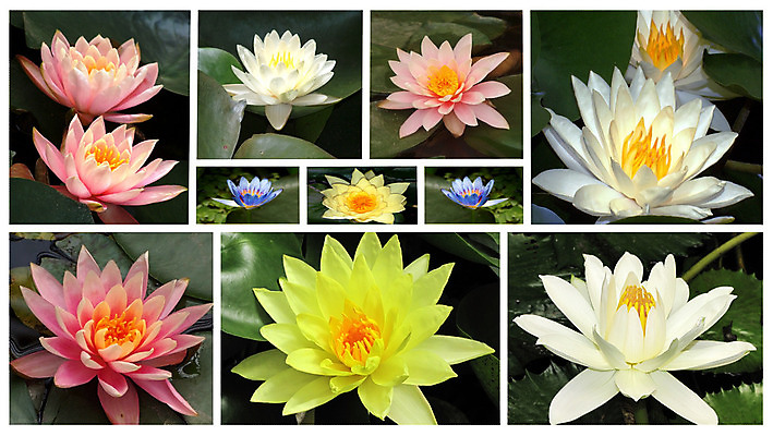 포토 JPG 해외이미지 식물 공원 꽃잎 꽃 아시아 호수 컨셉 잎 꽃무늬 자연 표면 연꽃 사랑 동양인 사람없음 초록색 물 여름 정원 스파 젖음 성장 벚꽃 연못 개화 백합 순수 원예 모음 내추럴 웅장함 해외202004 해외포토 자연요소 계절 공공시설 감정 나라 컬러 무늬 인종 취미 생태계 파일형식 이미지허브