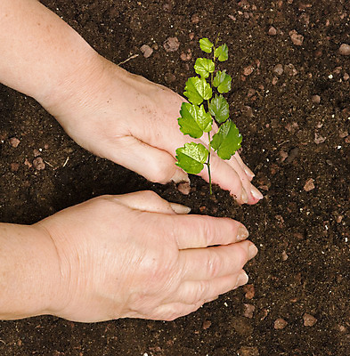 포토 JPG 해외이미지 주간 손 야외 신체부위 새싹 흙 해외202004 해외포토 자연요소 식물 사람 파일형식 이미지허브