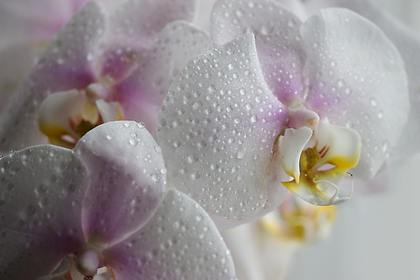 포토 JPG 해외이미지 식물 꽃잎 꽃 줄기 결혼 백그라운드 꽃무늬 패턴 자연 친절 프레임 선물 사랑 사람없음 물 우주 보라색 봄 활발 벚꽃 흰색 신선 난초 우아함 떨어짐 제비꽃 싱글 내추럴 해외202004 해외포토 자연요소 계절 감정 컬러 컨셉 무늬 이벤트 생태계 파일형식 이미지허브
