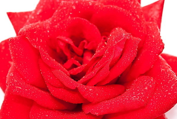 포토 JPG 해외이미지 기념일 꽃잎 꽃 꽃다발 결혼 백그라운드 프로포즈 잎 꽃무늬 자연 결혼식 휴가 기념 발렌타인데이 선물 사람없음 빨간색 초록색 물 장미 쌓기 보라색 젖음 흰색 날짜 달콤 떨어짐 이슬 다발 꽃집 심볼 주기 부드러움 뼈대 약혼 내추럴 고립 진짜 해외202004 해외포토 자연요소 식물 컬러 컨셉 무늬 모션 데이이벤트 이벤트 상점 감각 맛 생태계 약속 파일형식 이미지허브