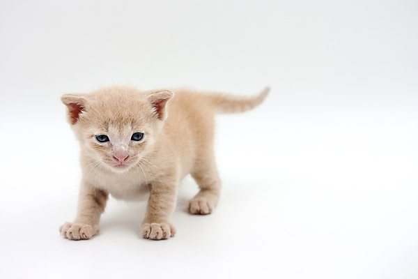 포토 JPG 해외이미지 동물 태국 놀이 사람없음 반려동물 고양이 해외202004 해외포토 아시아 포유류 파일형식 이미지허브