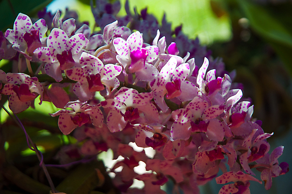 포토 JPG 해외이미지 식물 계절 꽃잎 꽃 꽃다발 백그라운드 꽃무늬 자연 선물 사람없음 장식 초록색 머리 정원 스파 화목 봄 활발 개화 난초 고급 우아함 맛 냄새 아로마 향 단아함 해외202004 해외포토 컬러 컨셉 무늬 신체부위 생태계 파일형식 이미지허브